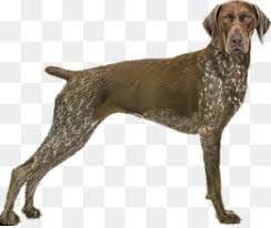 Those are the questions we will try and answer below. German Shorthaired Pointer Png German Shorthaired Pointer Cartoon German Shorthaired Pointer Silhouette German Shorthaired Pointer Decals Black And White German Shorthaired Pointers Brown German Shorthaired Pointer Liver Ticked German Shorthaired