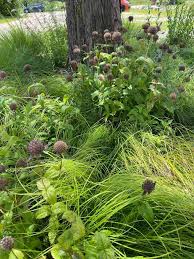 Image result for Monsonia burkeana