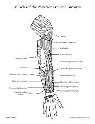 Checkout more works on medical 3d illustrations & rendering. Muscles Of The Arm And Forearm Posterior Advanced