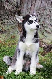 Aiden Male Aca Siberian Husky Full Price 725 00 Deposit Siberianhusky Siberian Husky Siberian Husky Dog Husky