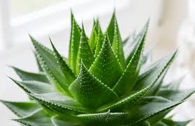 In this article, you will get to know about aloe vera, types of aloe vera, benefits of aloe vera, what's inside, how to grow aloe vera at home and its. Aloe Vera Succulent Plant Sunburn Skin Cactus Cactus Gel Png Pngegg