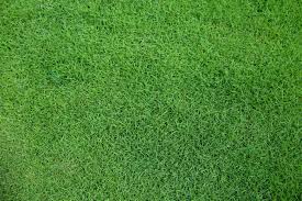 Most often you can plant zoysia grass in your lawn in one of three ways Turf Masters Learn How To Care For Your Zoysia Grass