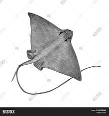 Welcome eagle ray divers, or as we say in cozumel, bienvenidos! Japanese Eagle Ray Image Photo Free Trial Bigstock