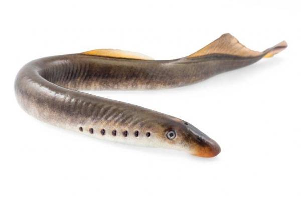 Mga resulta ng larawan para sa Agnatha Fish (Lampetra fluviatilis) Jawless fish"