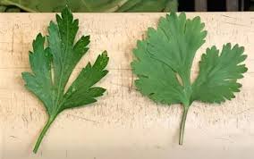 Over 100,000 english translations of spanish words and phrases. Diferencias Entre Cilantro Y Perejil Cual Es Cual