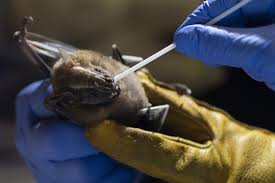 Using echolocation, bats can determine how far away an object is, the object's size, shape and density, and the direction (if any) that an object is. Scientists Focus On Bats For Clues To Prevent Next Pandemic Los Angeles Times