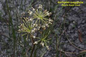 Image result for Asclepias longissima