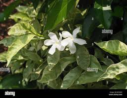 Image result for Gardenia resinifera