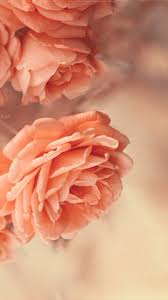 Unexpectedly perfect mother's day gifts by artists. Rosegold