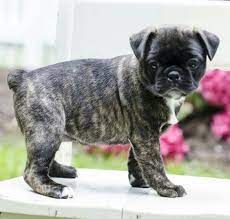15 Unreal Pug Cross Breeds Youve Got To See To Believe Bugg Puppies Boston Terrier Pug Cute Dogs