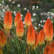 Image result for Kniphofia