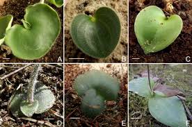 Image result for Holothrix longiflora
