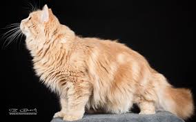 aamir von delandra deutsch langhaar kater cream classic tabby deutsch langhaar katze schonen katzen susse katzen