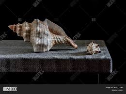 My wife collects shells and sand and sea glass (pieces of broken glass made smooth by the surf). Still Life Sea Shells Image Photo Free Trial Bigstock