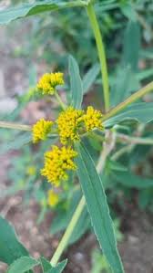 Image result for Flaveria bidentis