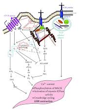 G Protein Coupled Receptor Signal Transduction Biochemistry Physiology