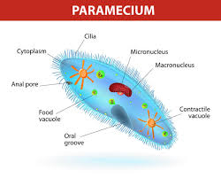 Based on both light and electron microscopy morphology, they have been classified into six major phyla with a majority of disease causing protozoa falling under the phyla sacromastigophora and apicomplexa. Paramecium Bacteria Stock Illustrations 73 Paramecium Bacteria Stock Illustrations Vectors Clipart Dreamstime