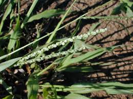 Image result for Paspalum