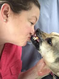 Ruff life: How Tyrion Pittister went from a dog-fighting ring to center  stage