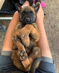 Search for dogs for adoption at shelters near toronto, on. Pin By Matthew Mcdonald On Dog Stuff Cute Dogs And Puppies Malinois Dog Belgian Malinois Dog