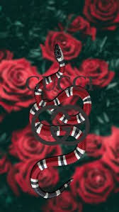 Find over 100+ of the best free aesthetic images. Wallpaper Ular Gucci