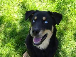 They are hard to find as they are the unique and infrequent. Shiela Rottweiler Siberian Husky Meinmischling De