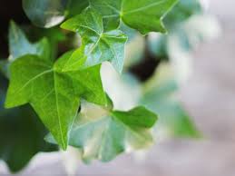 Meaning of ivy in english. English Ivy Plants Do They Improve Air Quality Molekule Blog