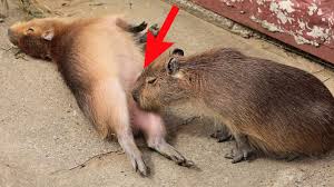 Why do other animals like capybaras so much? Playing With Funny Capybara You Will Ever See Youtube