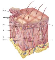 Find the latest skin care news articles, videos, blogs, books, continuing medical education (cme), meeting coverage, and journal articles. Anatomy And Physiology Questions The Integumentary System Proprofs Quiz
