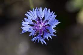 Blue Cornflower Growing Flowers Flowers Garden