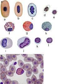 Pin On Veterinary Medicine