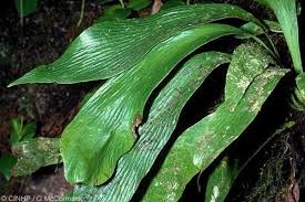 Image result for Antrophyum mannianum