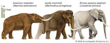 Image result for mammuthus primigenius