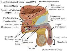 Image Showing Male Reproductive Structures Model Ma10 Medial Sagittal Left Labeled Human Body Vocabulary Human Anatomy Female Skeletal System Anatomy