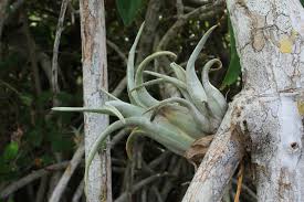 Image result for Acalypha paucifolia