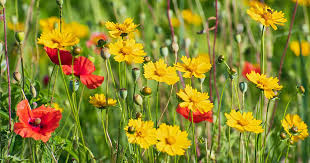 We are working on a solution on how we can continue to bring a wide range of lubera plants to the uk and. How To Grow Easy Care Coreopsis Aka Tickseed Gardener S Path