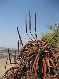 Image result for Aloe spicata
