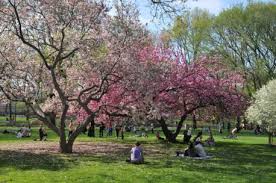 Maybe you would like to learn more about one of these? Spring Bloom In Central Park Photo Gallery New York City Department Of Parks Recreation Nyc Parks