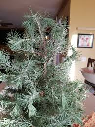Check spelling or type a new query. Stone Pine Needle Tips Look Droopy 610596 Ask Extension