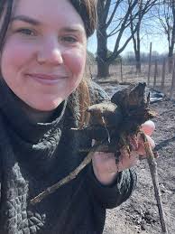 Overwintering Dahlias in Michigan Zone 6b