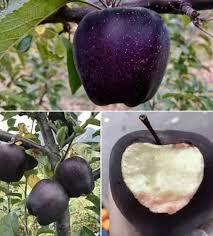Fiberistanora Sixpenceee The Black Diamond Apple A Rare Apple With A Het Black Hue That Would Cost You Up To 7 An Apple Tibet Black Apple Black Garden