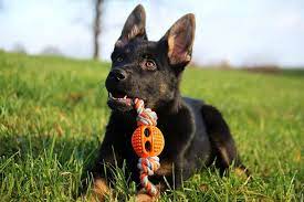 Maybe you would like to learn more about one of these? The Best Toys For German Shepherd Puppies And Adults The German Shepherder