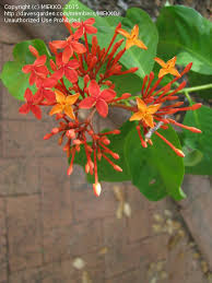 Very tall, strong plant, flower relatively small, up to 8 inches (20 cm) across, usually picked with two or three bracts open,. Plant Identification Closed An Orange Flower Darwin Nt Australia 1 By Miekko