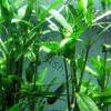 Image result for Hygrophila spiciformis