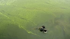Can The World Find Solutions To The Nitrogen Pollution Crisis Yale E360