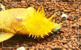 Check spelling or type a new query. 5 Best Food For Pleco Fish How To Feed Plecos