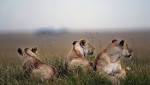 'Poacher' killed lions identified