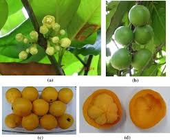 Check out our fruit trees selection for the very best in unique or custom, handmade pieces from our craft supplies & tools shops. Garcinia Andamanica Flower Cluster In Fruiting Tree A Fruit Download Scientific Diagram