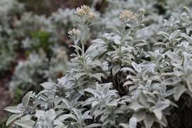 Image result for Helichrysum lastii