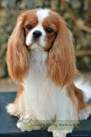 Sono molto attaccati ai loro proprietari, quindi gli appartamenti molto piccoli sono ancora meglio per loro. Cavalier King Il Cane Dei Principi Storia E Caratteristiche Di Questa Razza